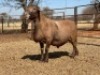 1 X MEATMASTER RAM THABA MEATMASTERS - 6