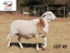1 X MEATMASTER RAM DORINGVELD MEATMASTERS - 2