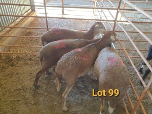 LOT 99 4X MEATMASTER OOI/EWE OSVLEY MEATMASTERS (PER STUK OM LOT TE NEEM/PER PIECE TO TAKE THE LOT)