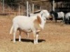 1 X MEATMASTER RAM DORINGVELD MEATMASTERS - 3