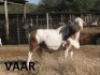 1 X MEATMASTER RAM DORINGVELD MEATMASTERS - 4