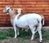 1 X MEATMASTER RAM HAKUNA MATATA MEATMASTERS - 2