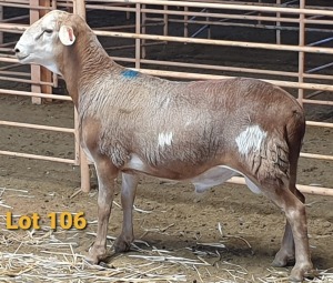 LOT 106 1X MEATMASTER RAM OSVLEY MEATMASTERS