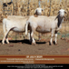 3+1 X MEATMASTER OOI DIDYMUS MEATMASTERS (PER STUK OM LOT TE NEEM) - 2