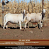 3+1 X MEATMASTER OOI DIDYMUS MEATMASTERS (PER STUK OM LOT TE NEEM) - 3