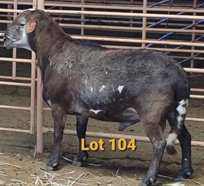 LOT 104 1X MEATMASTER RAM OSVLEY MEATMASTERS