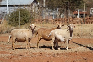 2 X MEATMASTER OOI LAPFONTEIN MEATMASTERS (PER STUK OM LOT TE NEEM)