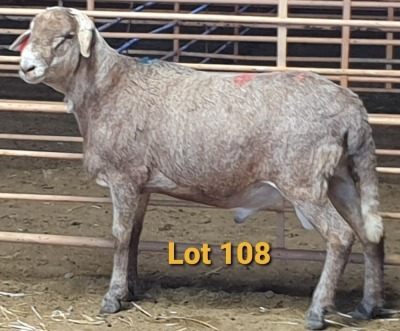 LOT 108 1X MEATMASTER RAM OSVLEY MEATMASTERS