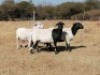 3 X MEATMASTER OOI DORINGVELD MEATMASTERS (PER STUK OM LOT TE NEEM) - 3