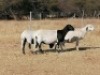 3 X MEATMASTER OOI DORINGVELD MEATMASTERS (PER STUK OM LOT TE NEEM) - 4