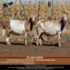 3+1 X MEATMASTER OOI DIDYMUS MEATMASTERS (PER STUK OM LOT TE NEEM) - 3