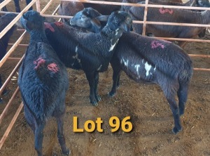 LOT 96 3X MEATMASTER OOI/EWE OSVLEY MEATMASTERS (PER STUK OM LOT TE NEEM/PER PIECE TO TAKE THE LOT)