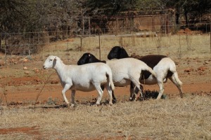 2 X MEATMASTER OOI LAPFONTEIN MEATMASTERS (PER STUK OM LOT TE NEEM)