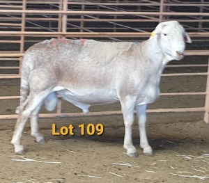 LOT 109 1X MEATMASTER RAM OSVLEY MEATMASTERS