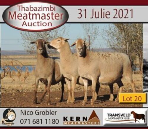 2 X MEATMASTER OOI KERN MEATMASTERS (PER STUK OM LOT TE NEEM)