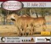 3 X MEATMASTER OOI KERN MEATMASTERS (PER STUK OM LOT TE NEEM) - 3