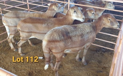 LOT 112 4X MEATMASTER OOI/EWE OSVLEY MEATMASTERS (PER STUK OM LOT TE NEEM/PER PIECE TO TAKE THE LOT)