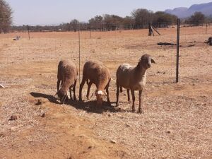 3 X MEATMASTER OOI SILWER SENS BOERDERY (PER STUK OM LOT TE NEEM)