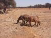 3 X MEATMASTER OOI SILWER SENS BOERDERY (PER STUK OM LOT TE NEEM) - 2