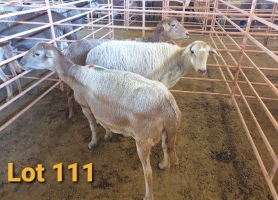 LOT 111 3X MEATMASTER OOI/EWE OSVLEY MEATMASTERS (PER STUK OM LOT TE NEEM/PER PIECE TO TAKE THE LOT)