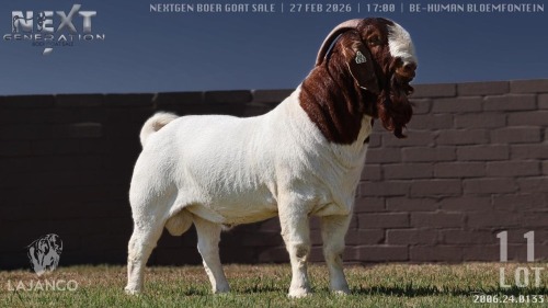 1 X BOER GOAT FLOCK BUCK Lajanco Boerbokstoet