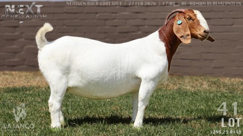 1 X BOER GOAT STUD DOE Lajanco Boerbokstoet