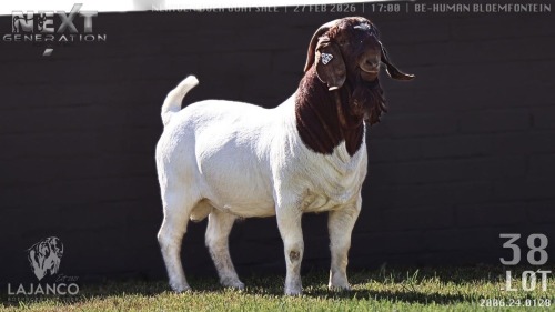 1 X BOER GOAT FLOCK ON TEAT BUCK Lajanco Boerbokstoet