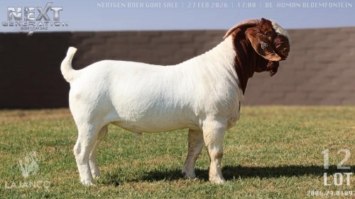 1 X BOER GOAT FLOCK ON TEAT BUCK Lajanco Boerbokstoet