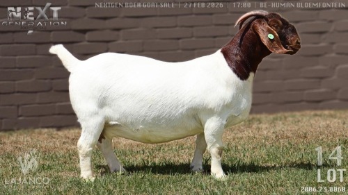 1 X BOER GOAT FLOCK ON TEAT DOE Lajanco Boerbokstoet