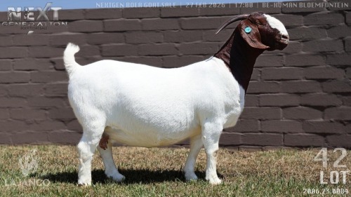 1 X BOER GOAT STUD DOE Lajanco Boerbokstoet