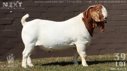 1 X BOER GOAT STUD BUCK Lajanco Boerbokstoet