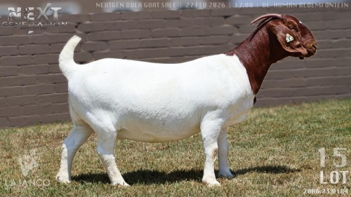 1 X BOER GOAT FLOCK ON COLOUR DOE Lajanco Boerbokstoet