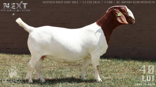 1 X BOER GOAT FLOCK ON TEAT DOE Lajanco Boerbokstoet