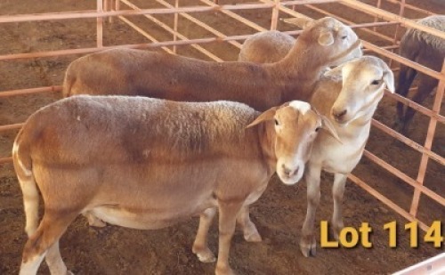 LOT 114 3X MEATMASTER OOI/EWE OSVLEY MEATMASTERS (PER STUK OM LOT TE NEEM/PER PIECE TO TAKE THE LOT)