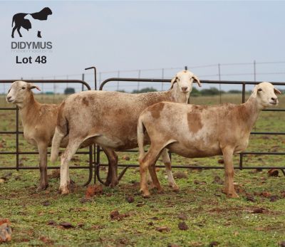 LOT 48 3X MEATMASTER OOI/EWE CHRISTOF GROBLER : 0837812076