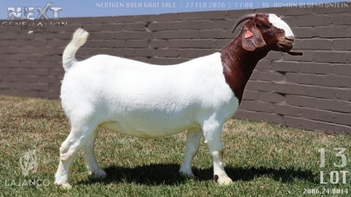1 X BOER GOAT STUD DOE Lajanco Boerbokstoet