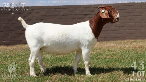 1 X BOER GOAT STUD DOE Lajanco Boerbokstoet