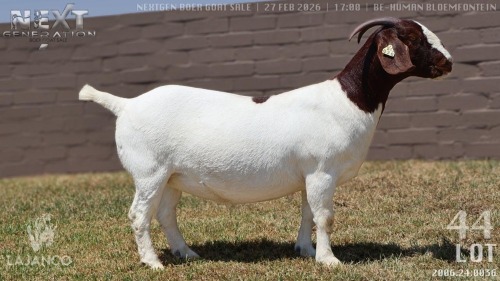 1 X BOER GOAT FLOCK COLOUR DOE Lajanco Boerbokstoet