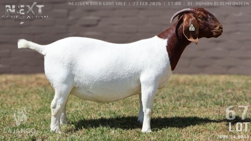 1 X BOER GOAT STUD DOE Lajanco Boerbokstoet