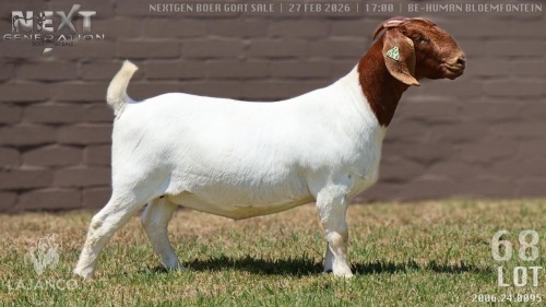 1 X BOER GOAT STUD DOE Lajanco Boerbokstoet