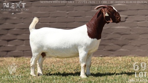 1 X BOER GOAT STUD DOE Lajanco Boerbokstoet