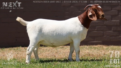 1 X BOER GOAT FLOCK ON TEAT DOE Lajanco Boerbokstoet