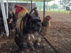 3 X GOLDEN PARTRIDGE BRAHMA ROOSTER & HEN FYNDRAAI (Per animal to take the lot)