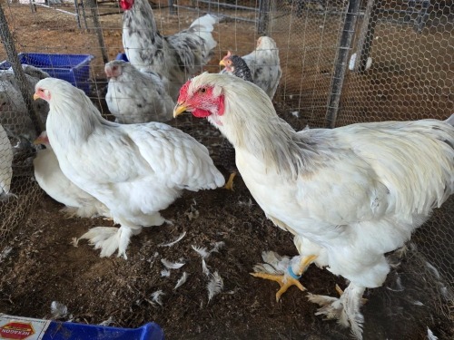 3 X COLUMBIAN BRAHMA ROOSTER & HEN A. CLOETE (Per animal to take the lot)