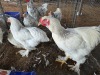 3 X COLUMBIAN BRAHMA ROOSTER & HEN A. CLOETE (Per animal to take the lot)