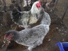4 X BLUE BRAHMA ROOSTER & HEN A. CLOETE (Per animal to take the lot)