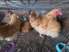 4 X BUFF ORPINGTON ROOSTER & HEN ELLISRAS (Per animal to take the lot)