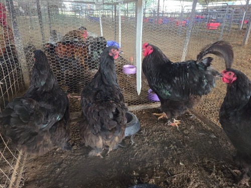 4 X BLACK BRAHMA ROOSTER & HEN FYNDRAAI (Per animal to take the lot)