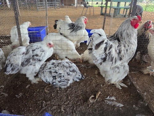 3 X SPLASH BRAHMA ROOSTER & HEN A. CLOETE (Per animal to take the lot)