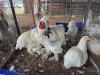 4 X COLUMBIAN BRAHMA ROOSTER & HEN A. CLOETE (Per animal to take the lot)